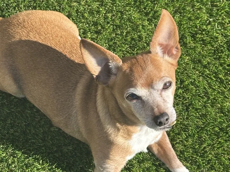 Pet Turf by Creative Grounds in Southwest Florida