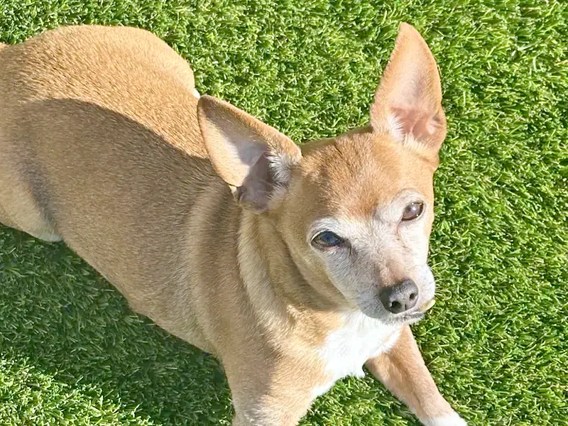 Pet Turf by Creative Grounds in Southwest Florida